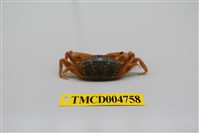 藏品(隆背大眼蟹)的圖片